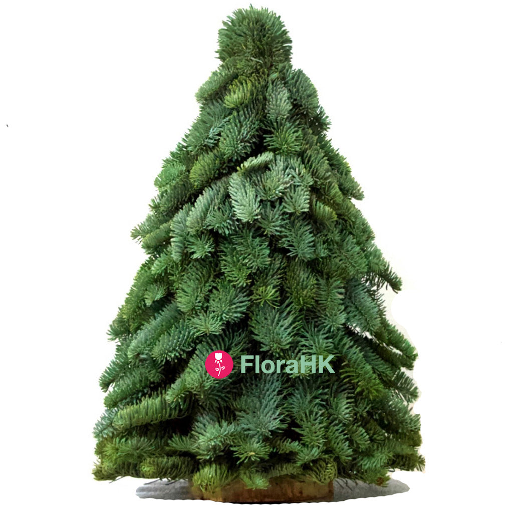 荷蘭貴族松諾貝松聖誕樹(Holland Noble fir tree)